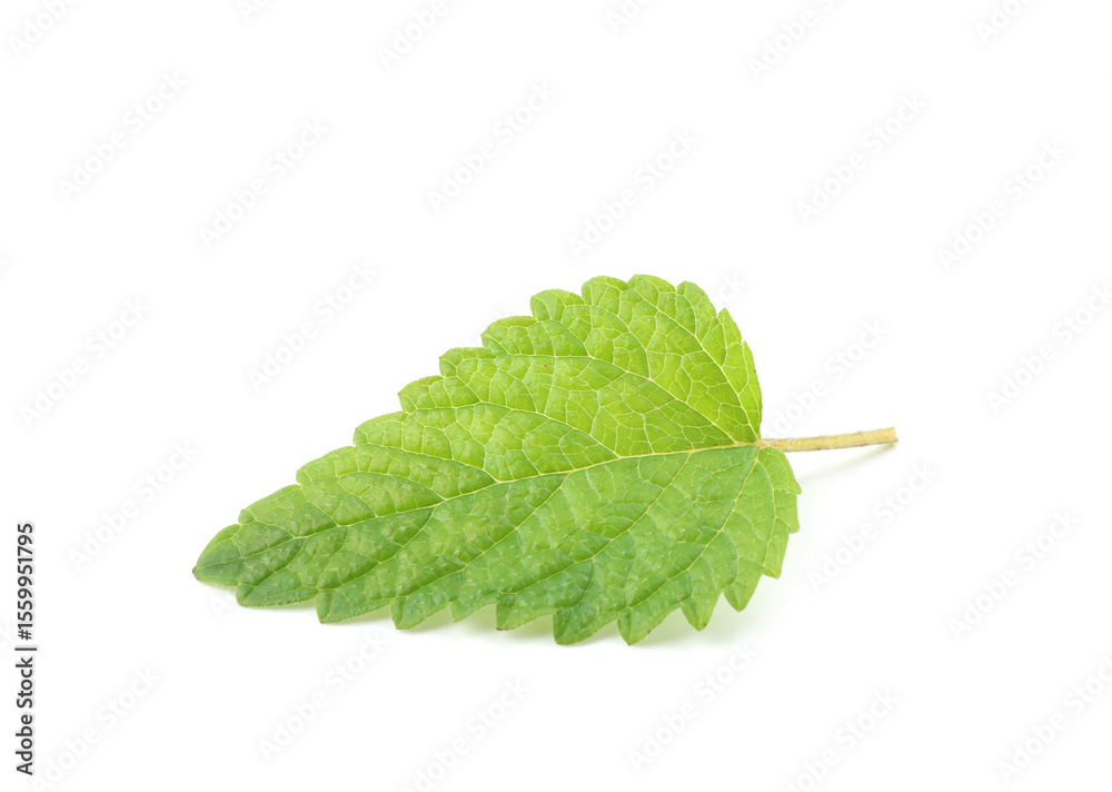 Fototapeta premium One fresh lemon balm leaf isolated on white