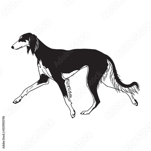 A versatile and sleek Saluki design asset, offering a clean and modern vector image for creative versatility - Saluki silhouette - Saluki Vector - Silhouette of Saluki - dog silhouette

