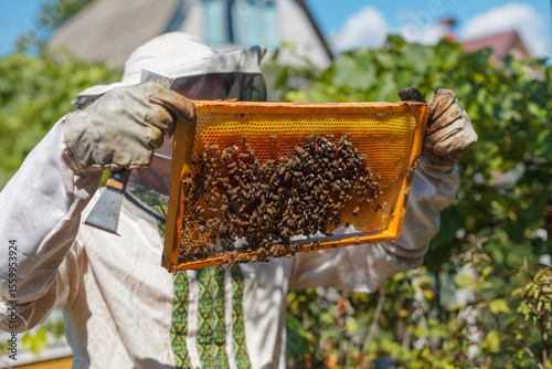 Beekeeper Inspecting Bee Covered Honeycomb Frame During Honey Harvest in Rural Apiary Garden