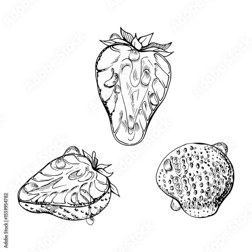 Strawberry ripe fruit with leaves crown on stalk in water dew drops, full and cut in half hand drawn in vector ink, garden berry strasberry. Botanical isolated illustration. Home preserves, grocery