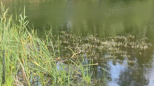 Grass on pond water at Summer day - European nature
