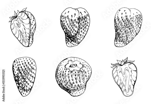 Strawberry ripe fruit full and cut in half with leaves crown hand drawn in vector ink, garden strasberry berry. Botanical isolated illustration set. Home preserves cookbook, grocery store food closeup