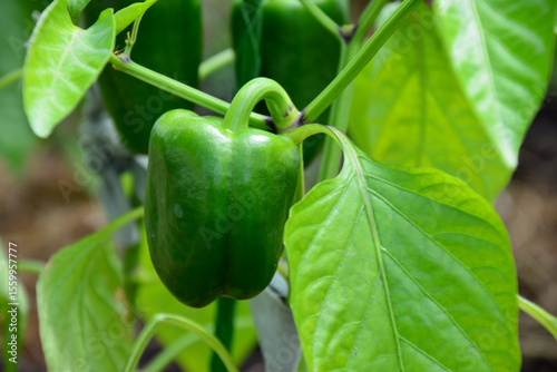 macro of a vibrant green bell pepper growing on the plant