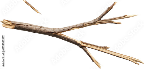 A broken wooden branch with two sections splintered apart isolated dry transparent background