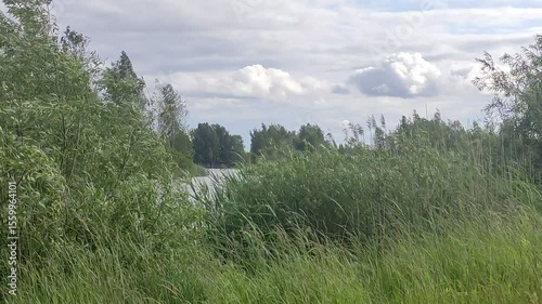 Green grass on the Wind on Lake Shore - European nature landscape