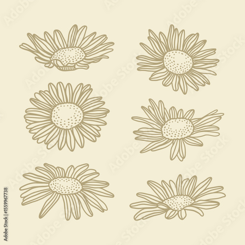 Chamomile flowers set. 