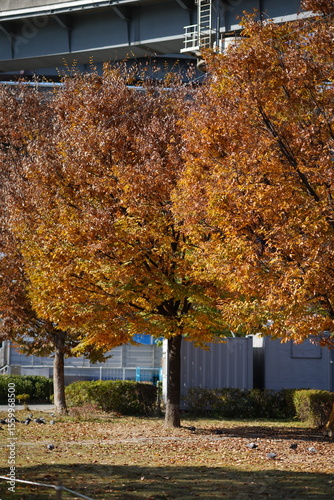 Autumn leaves in Korea 3