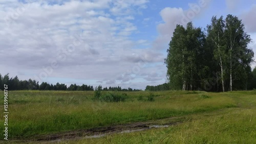 Summer Field with Swaying green grass on the Wind on blue cloudy Sky background - East European nature landscape