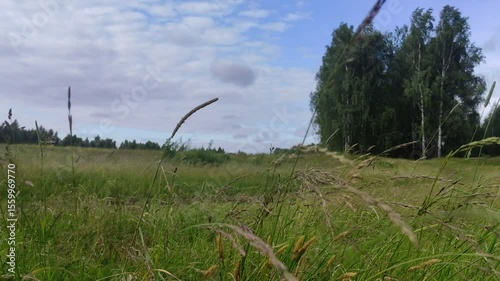 Swaying green grass on the Wind on blue cloudy Sky background - Russian nature landscape