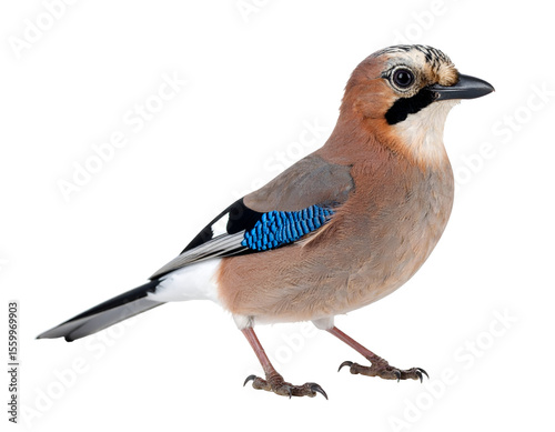 A beautiful Eurasian Jay stands gracefully, showcasing its vibrant plumage and keen gaze.