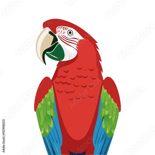 parrot on white background