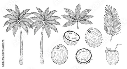 Tropical Paradise A Collection of Coconut Palms Leaves and Fruit Still Life