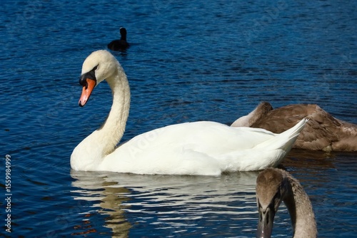 Fototapeta Naklejka Na Ścianę i Meble -  swans on the lake