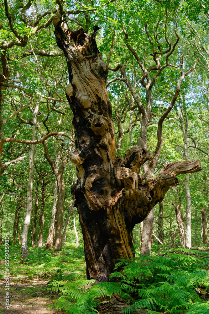 Fototapeta premium The gnarled trunk of an old oak tree in Sherwood Forest.