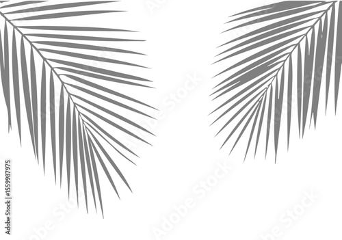 Grey Palm Leaf Silhouettes on White Background Tropical Frame
