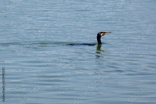 Cormorant swimming in the water searching for food