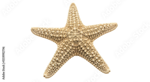 Photography Isolated Starfish