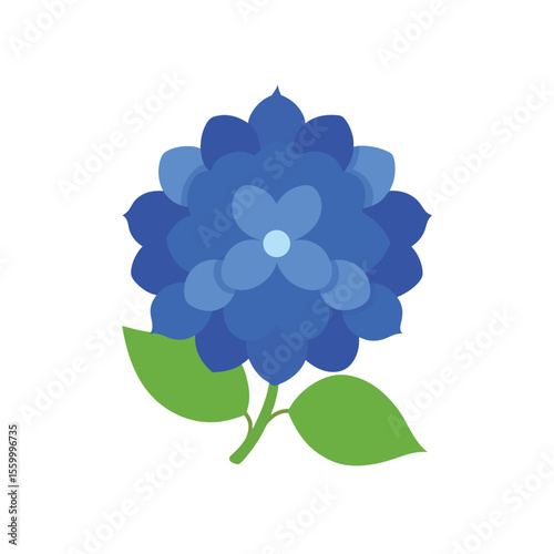 Beautiful blue hydrangea flower blooming in full glory isolated on white background