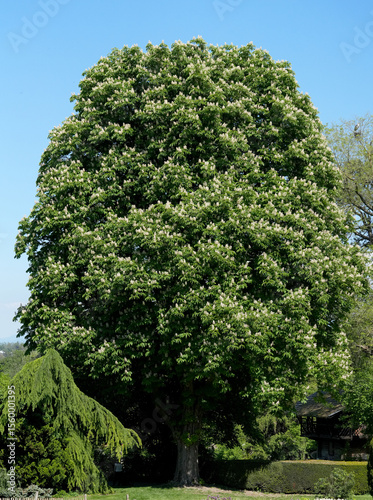 Blühender grosser Kastanienbaum