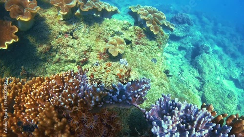 Poisonous venomous, low-visibility, dangerous stonefish immobility blends in with rocks and coral reefs while waiting for prey on the hunt, mimicry