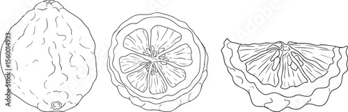 Vector line illustrations of bergamot fruit. Perfect for botanical designs, food packaging, or wellness branding