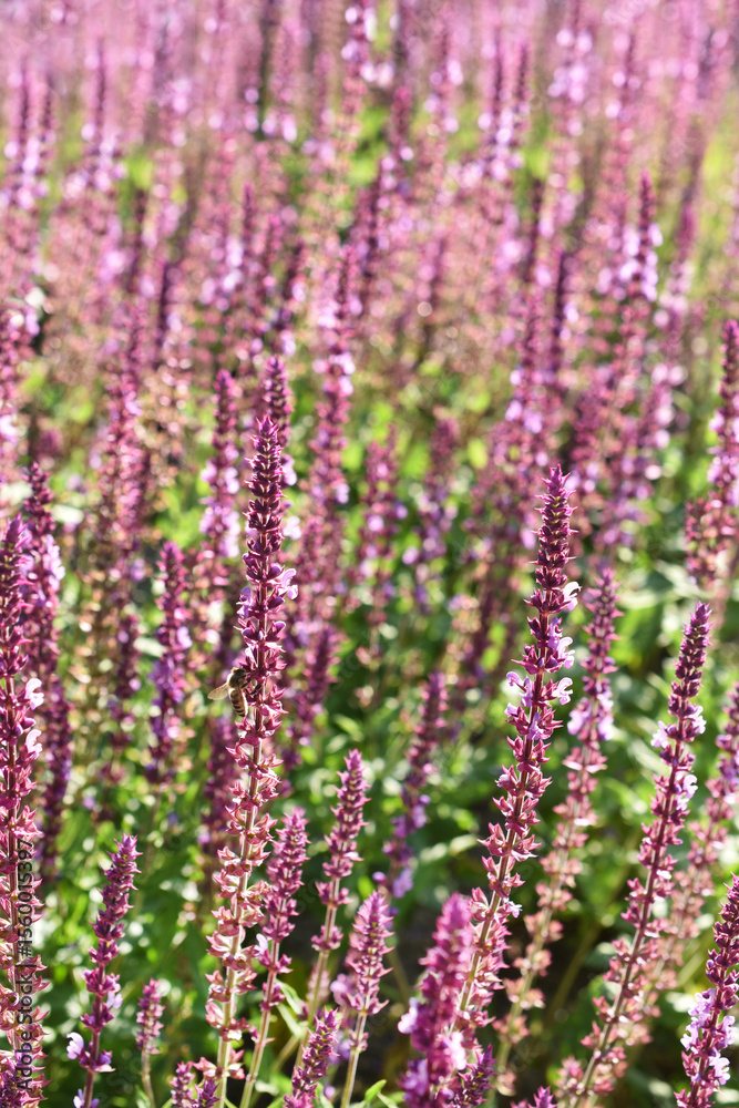 Obraz premium Pink salvia nemerosa flower background with shallow DOF