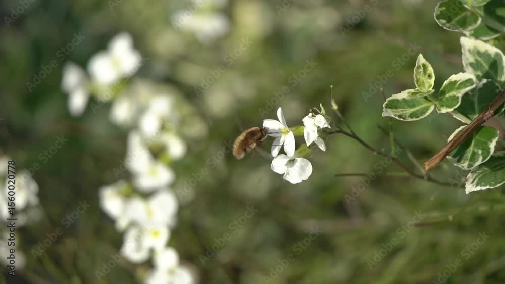 Bee-Fly (Bombylius major) is a parasitic bee mimic fly which is often mistaken for a bumblebee, which is a flying insect found in the UK and Europe, wildlife nature stock video footage clip