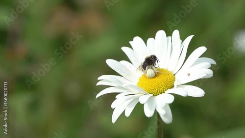 White crab spider (Misumena vatia) insect on a wildflower oxeye daisy a predator catching a bee as its prey,  macro close-up nature wildlife stock video footage clip