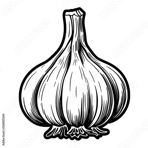 Vintage Garlic Bulb Sketch Illustration with Shading Lines and Textured Look
