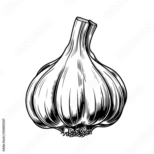 Garlic Sketch Illustration in Vintage Style with Handdrawn Engraving Technique