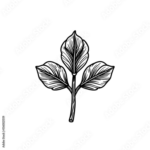 Black and White Mint Leaves Botanical Line Art Illustration