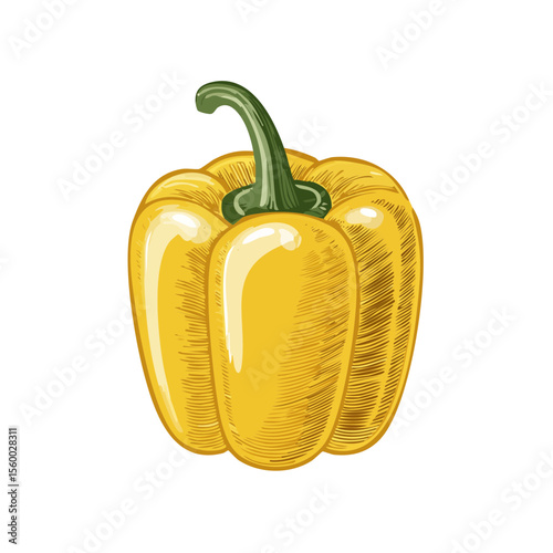 Detailed sketch illustration of vibrant yellow bell pepper on black background creates a striking fresh produce image for culinary or educational purposes