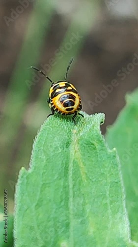 Eurydema ornata. Chinche arlequín. Chinche de las crucíferas. Chinche de la col. 