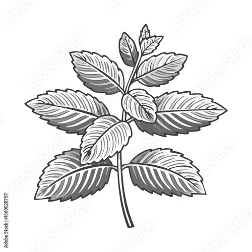 Monochrome Botanical Illustration Featuring Detailed Leaves and Stem on Black Background