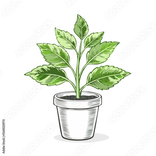 Drawing of a green leafed plant with a white patterned pot on a black background