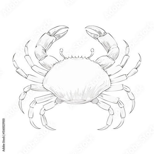 Detailed Crab Illustration White Line Art Aquatic Creature Crustacean Seafood Sea Life Invertebrate Culinary Delicacy Isolated On Black Background