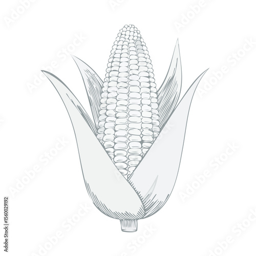 Corn on the Cob Illustration Fresh Vegetable Autumn Harvest Food Ingredient Isolated