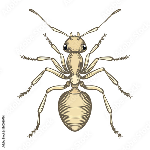 Detailed Ant Illustration, Insect Anatomy, Bug Design on Black Background, Entomology Study