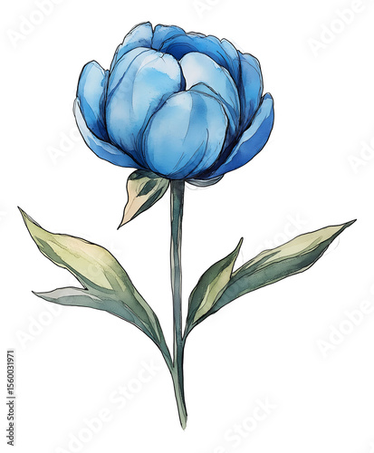 Small watercolor blue peony bud , isolated on transparent background, png