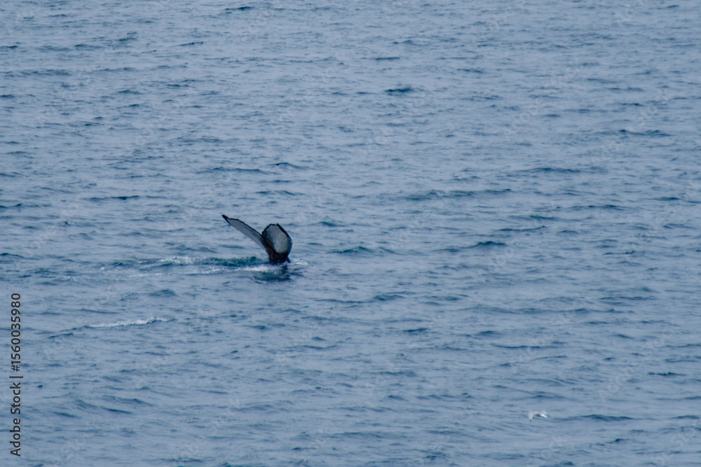 Fototapeta premium Whale tail emerging from the serene waters of Icelands coastline at dusk