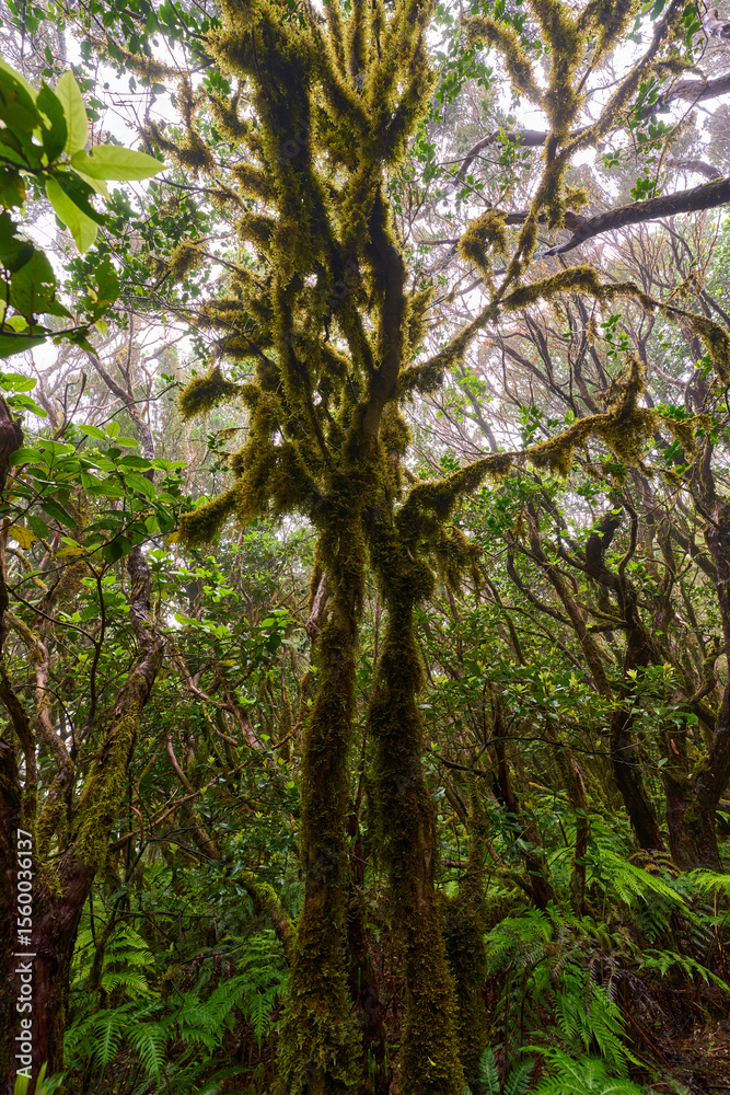 Fototapeta premium Mossy trees in Anaga