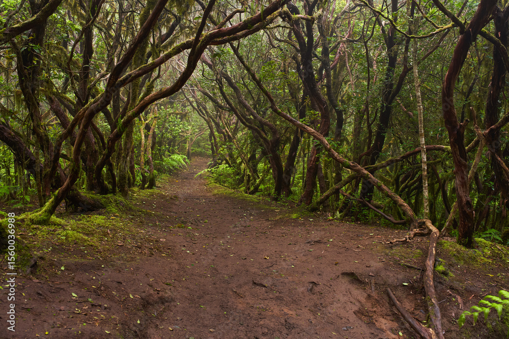 Mossy laurisilva trees in Anaga, Tenerife Mossy laurisilva trees in Anaga, Tenerife