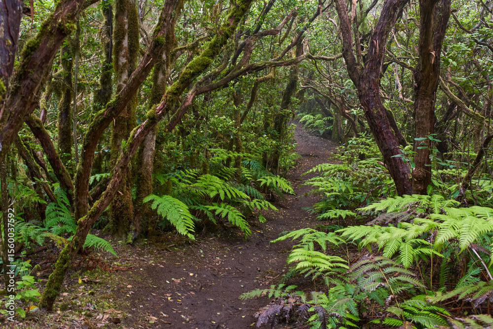 Mossy laurisilva trees in Anaga, Tenerife Mossy laurisilva trees in Anaga, Tenerife