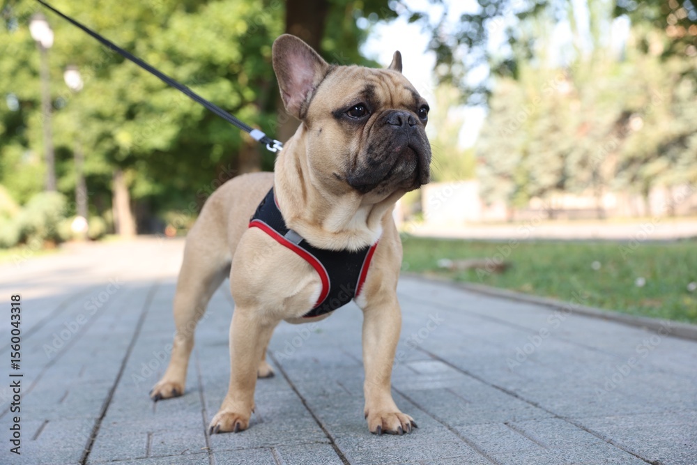 Obraz premium Adorable pet. Cute French bulldog with leash in park