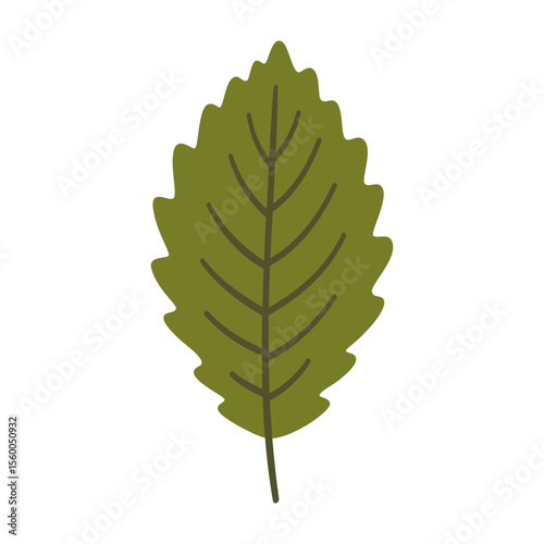 Elm leaf in dark green color. One element isolated on white. Spring or summer background, vector illustration