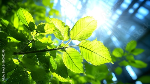 Sunlit leaves, spring growth, greenhouse backdrop, nature