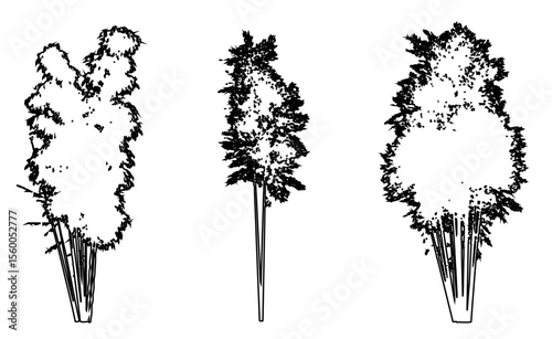 Set or collection of Bamboo trees as a black line drawing silhouette on white background. Concept or conceptual vector for nature, planet, ecology conservation, strength, endurance and  beauty