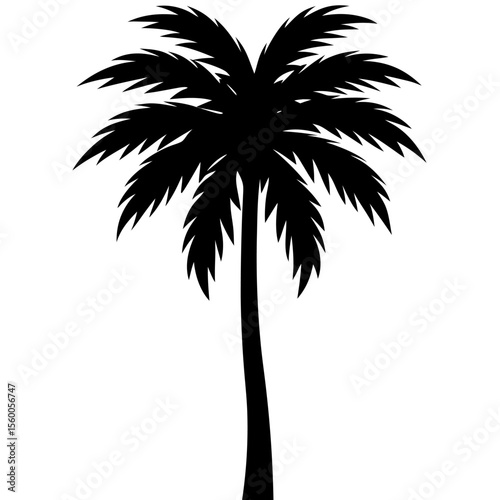 palm tree silhouette
