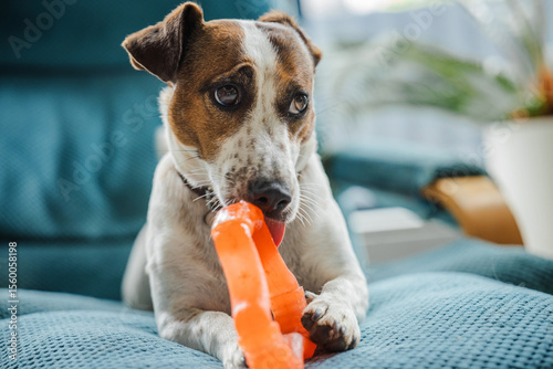 Obraz na plátně Close-up of a Jack Russell Terrier chewing on an orange dog toy while lying on a soft blue armchair in a cozy indoor setting
