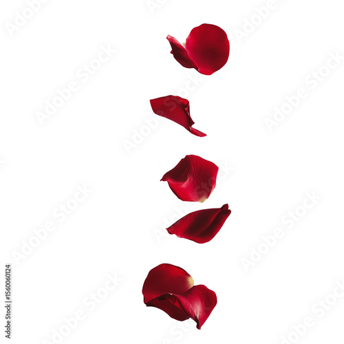 Falling red rose petals in vertical motion